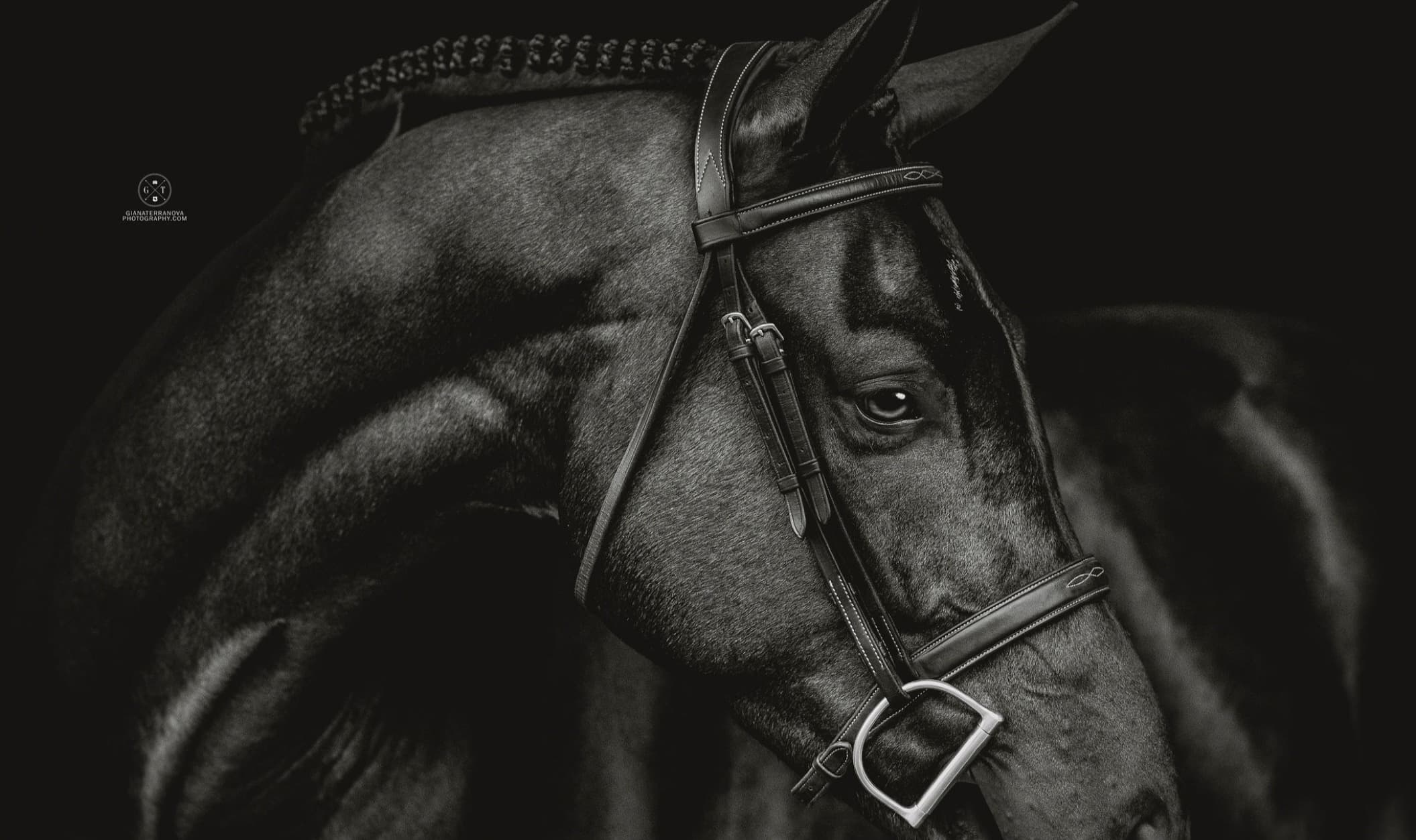 NCE Equestrian