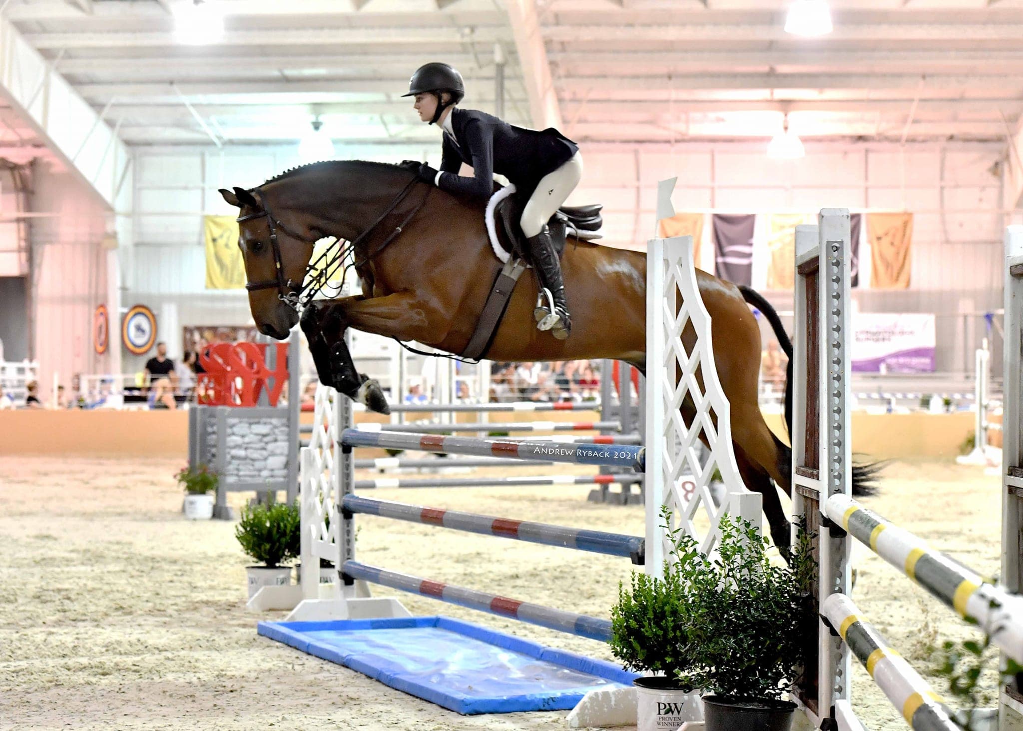 Horses and grounds at NCE Equestrian