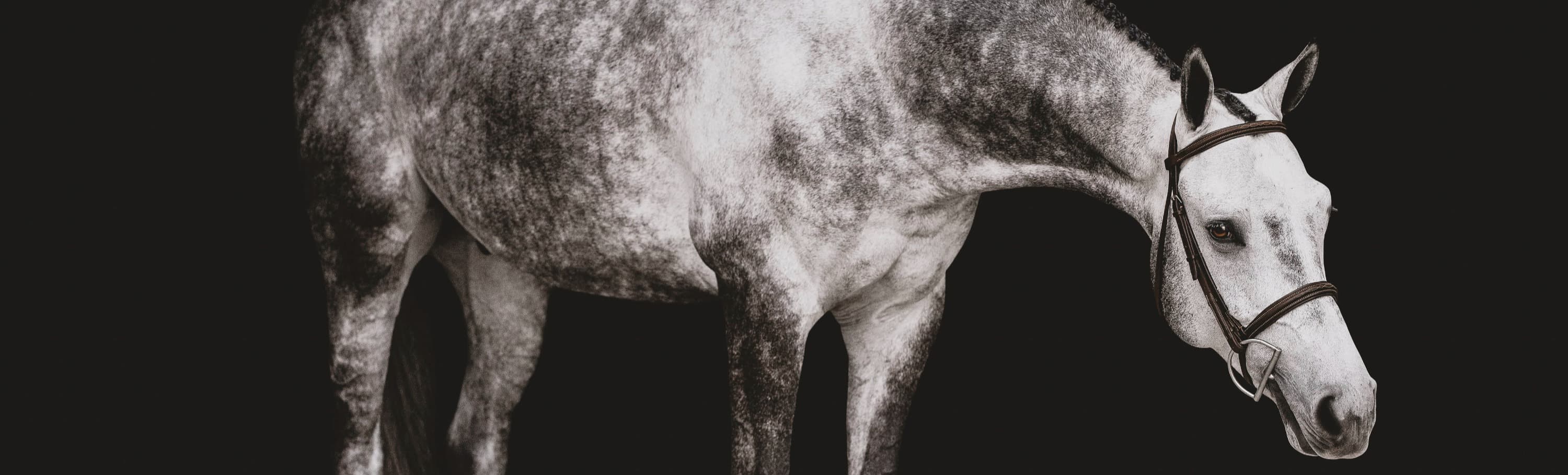 Grey horse portrait on a dark background