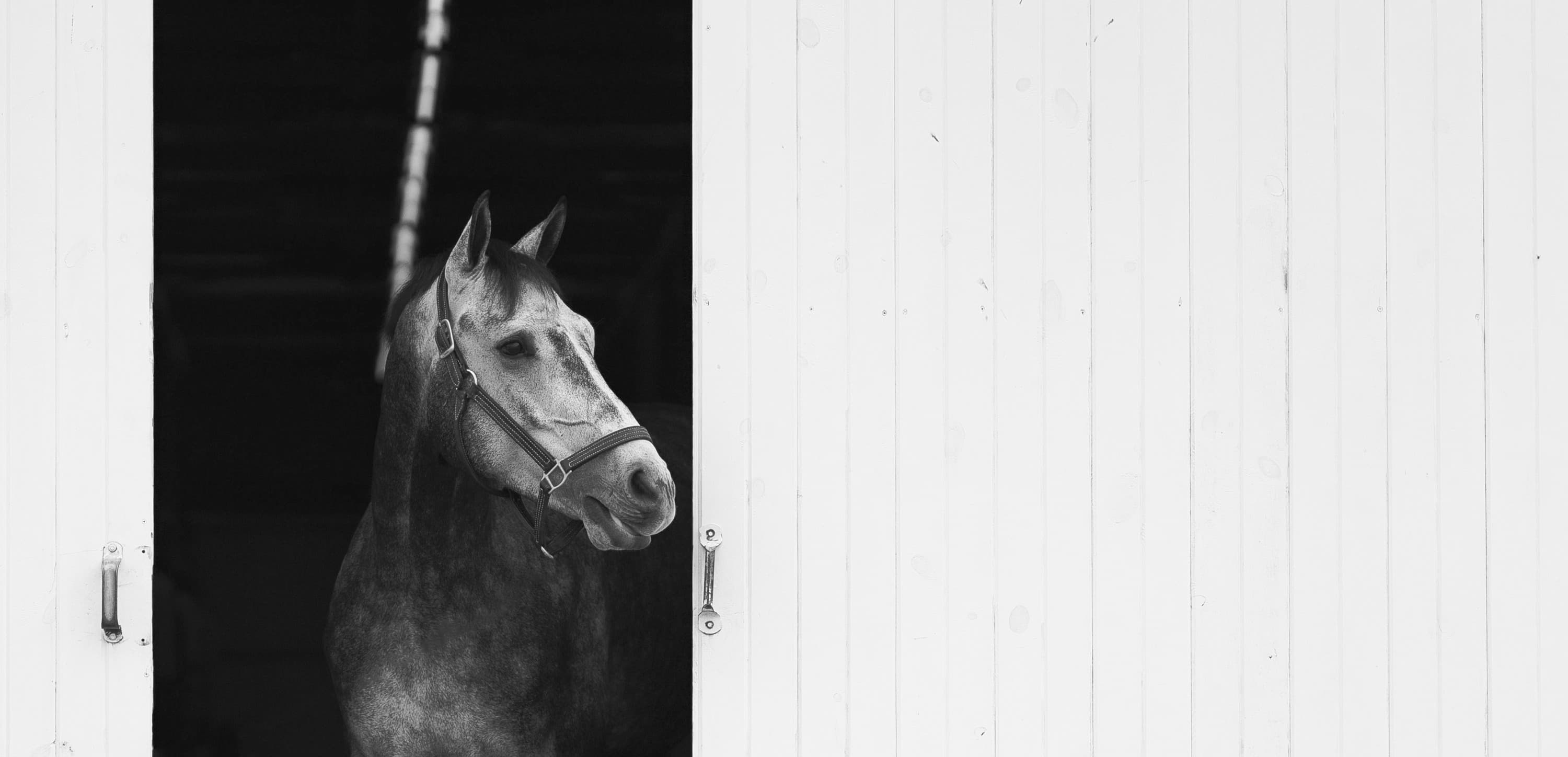 Grey horse looking out from a stall at NCE Equestrian