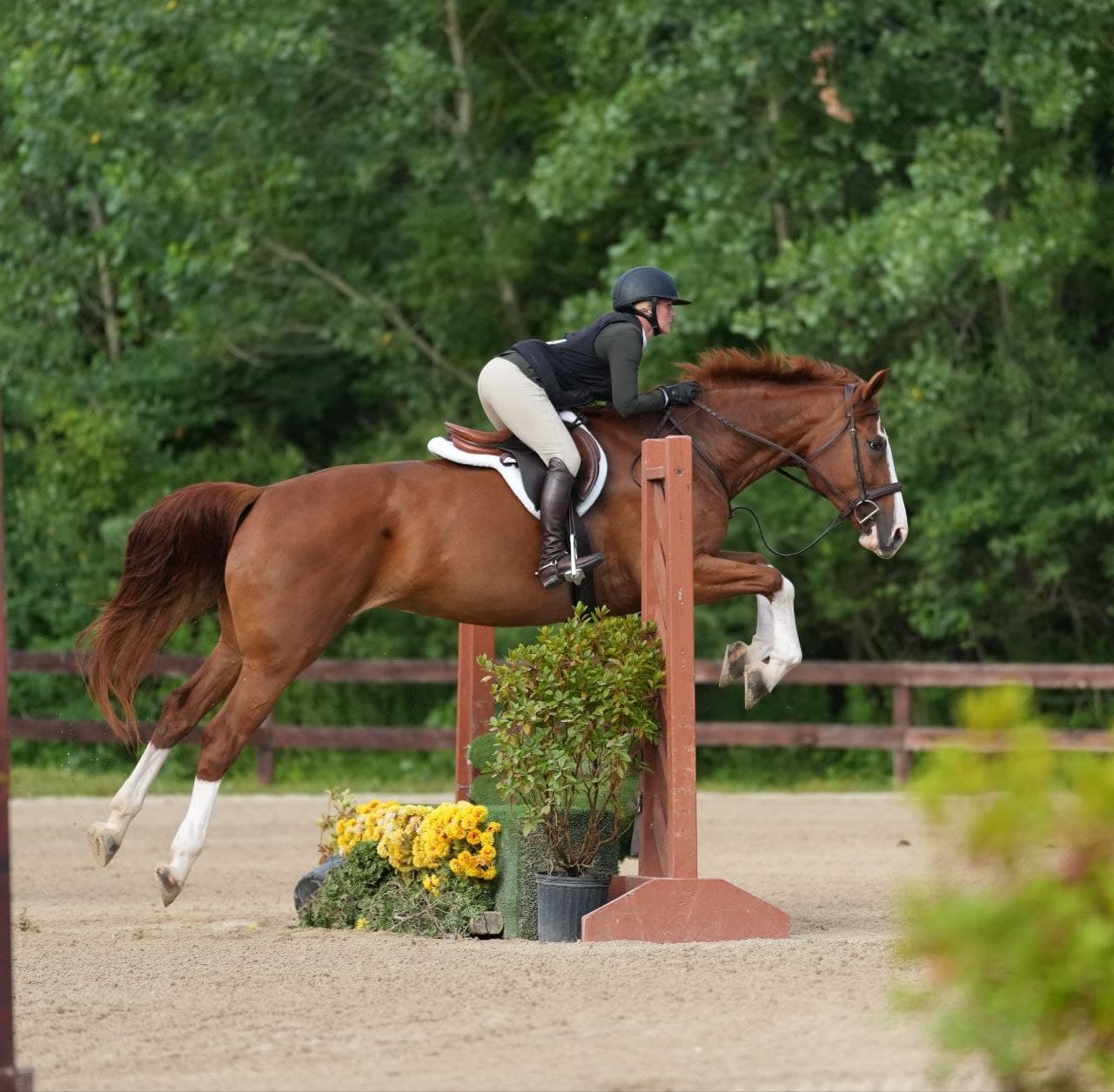Rider and chestnut horse jumping an outdoor fence surrounded by trees