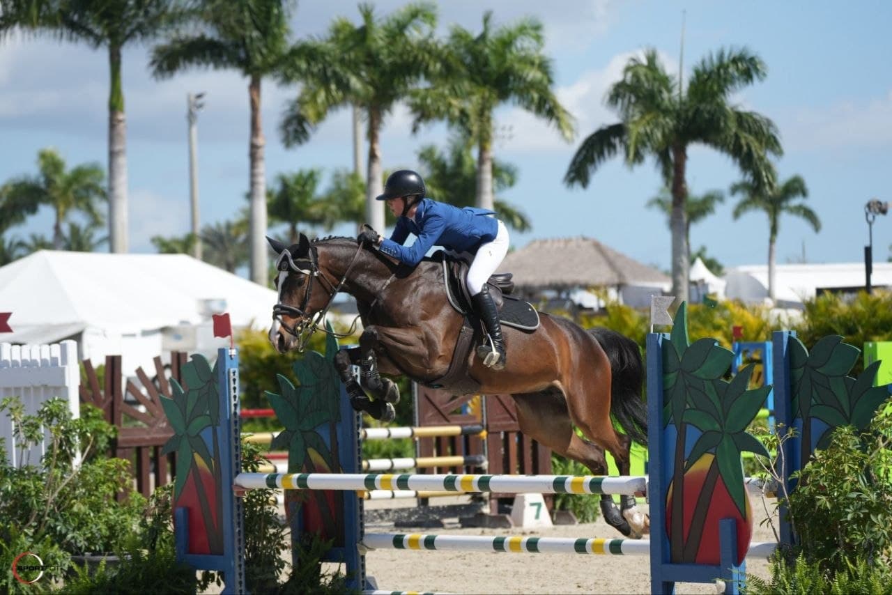 Rider and bay horse jumping colorful rails at a palm-lined showground