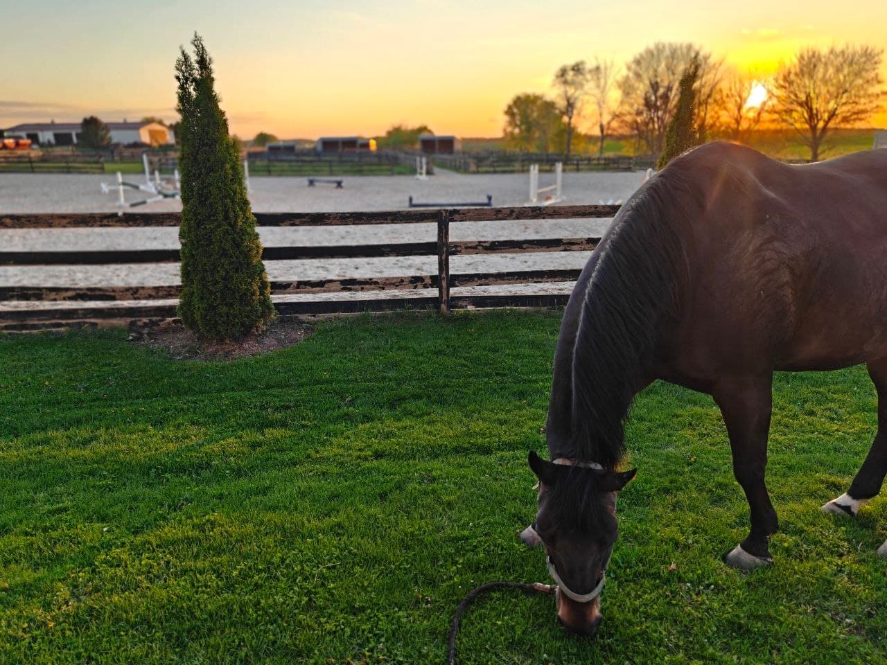 Bay horse grazing beside the arena at sunset