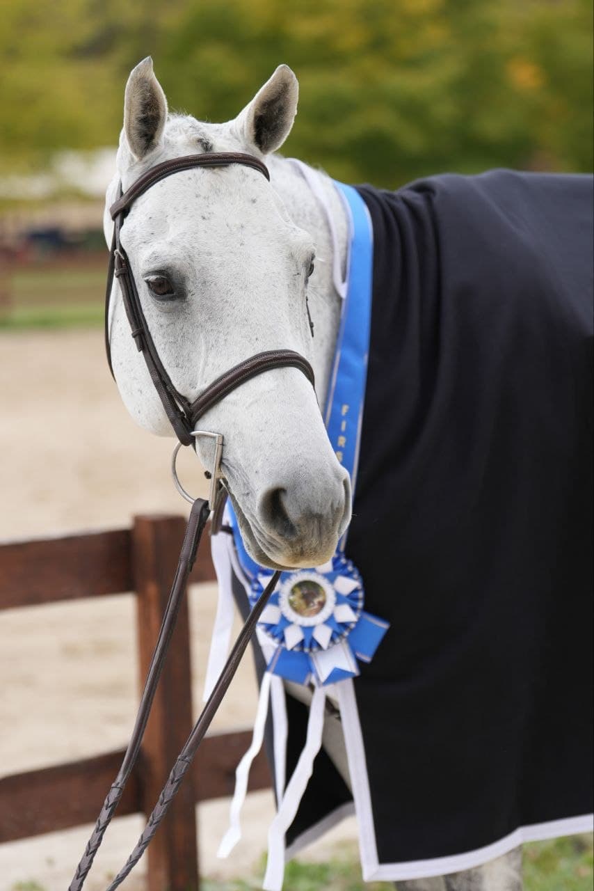 Gray horse wearing a blue championship ribbon and navy cooler