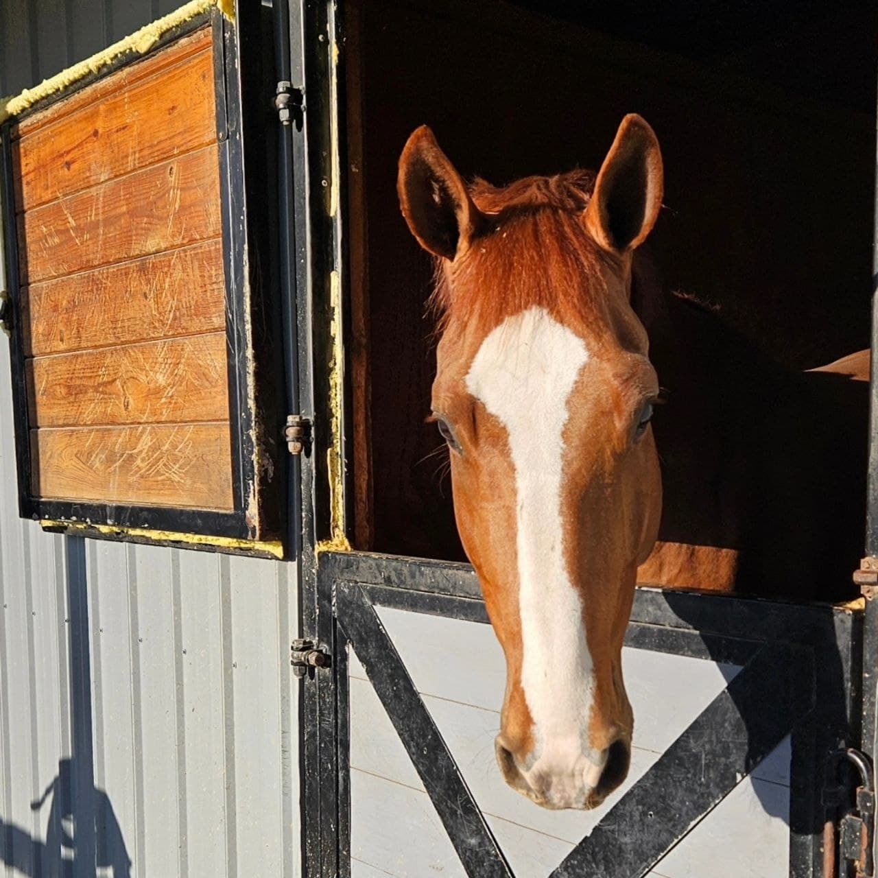 Chestnut horse with a broad white blaze looking out of a stall