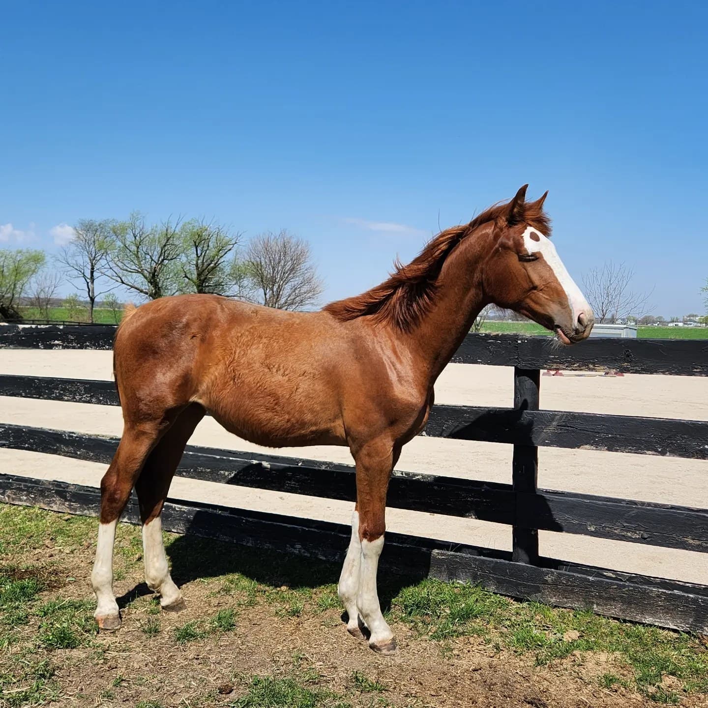 Chestnut young horse standing in a paddock at NCE Equestrian