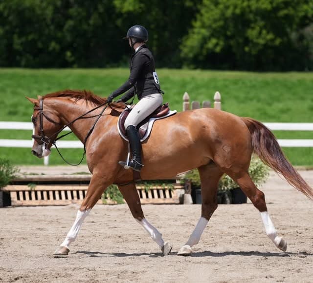 NCE Equestrian grounds