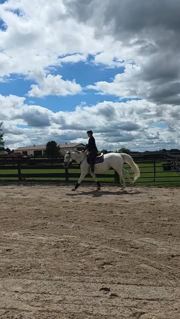 NCE rider in the show ring