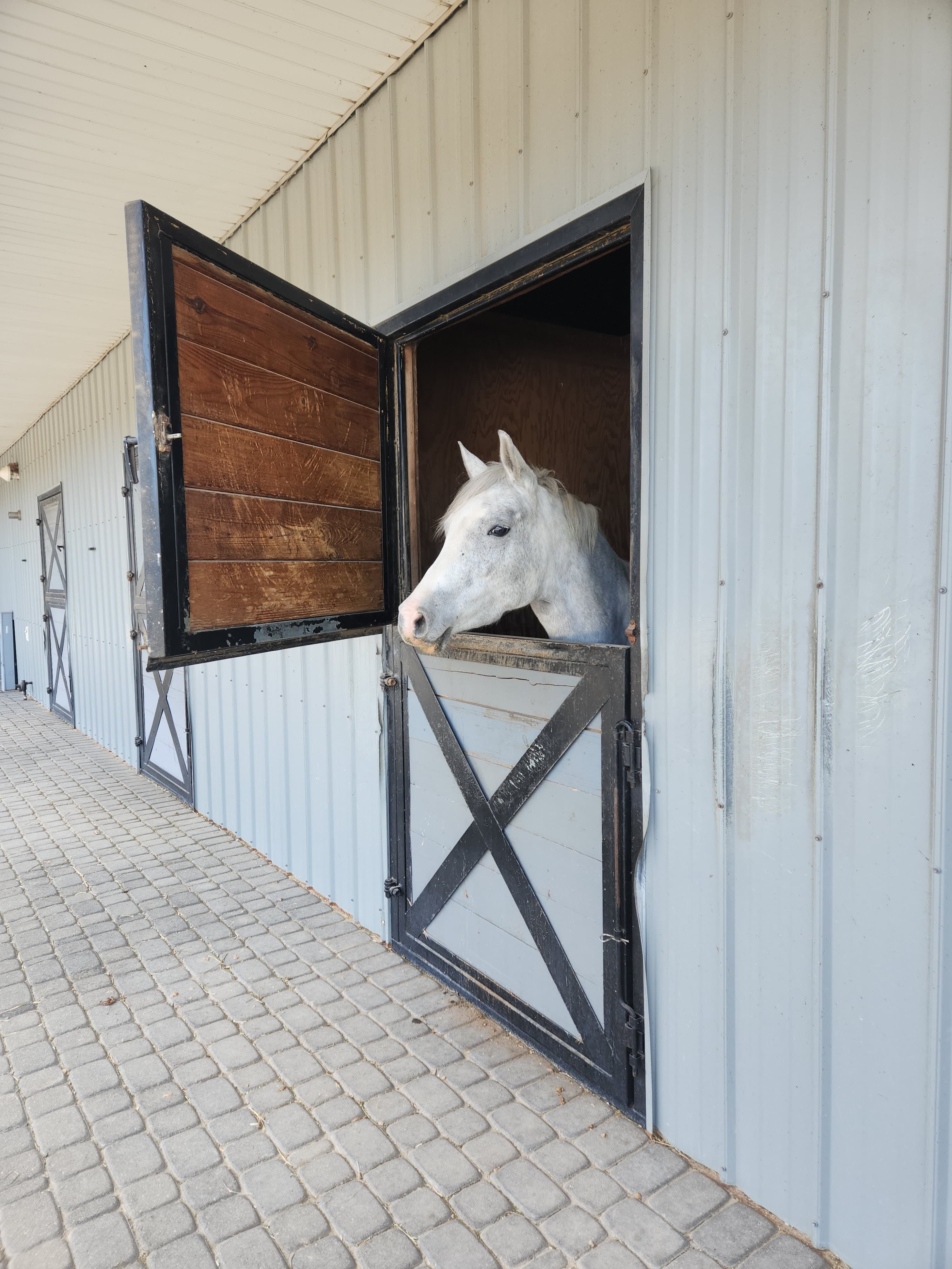 Grey horse looking out from a stall at NCE Equestrian